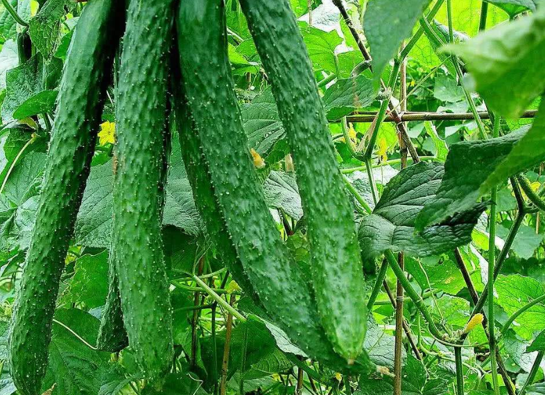 1a1824098d908459958cb918d5b88dbc_image(53)